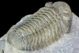 Detailed Morocops Trilobite - Exellent Facets #87583-3